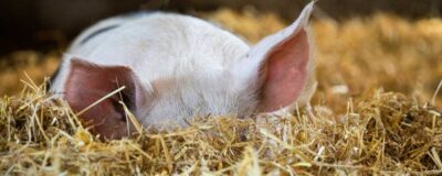 piglet